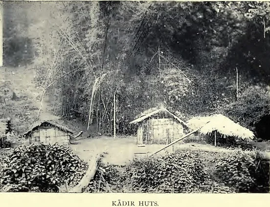 Image4