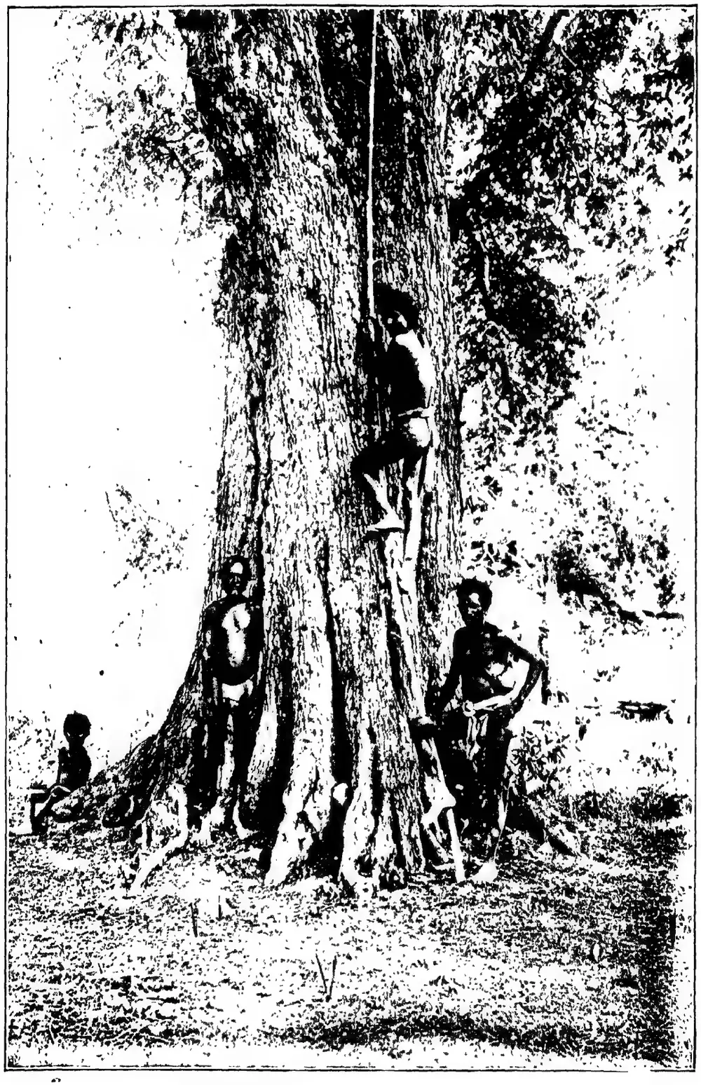 Chenchu tree-climbing
