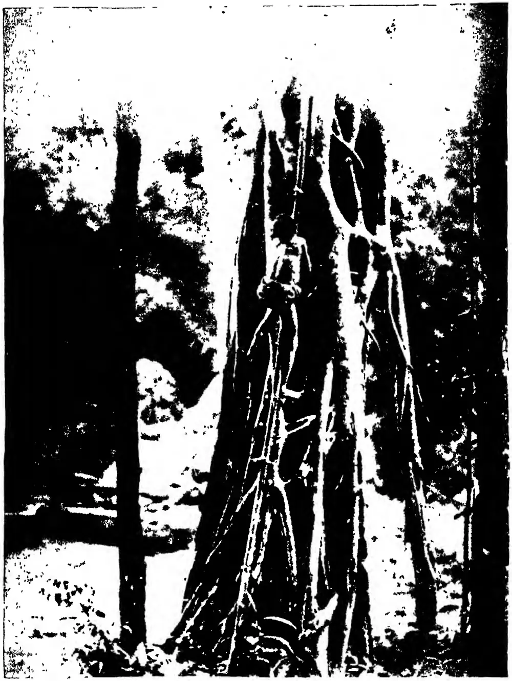 Kādir tree-climbing