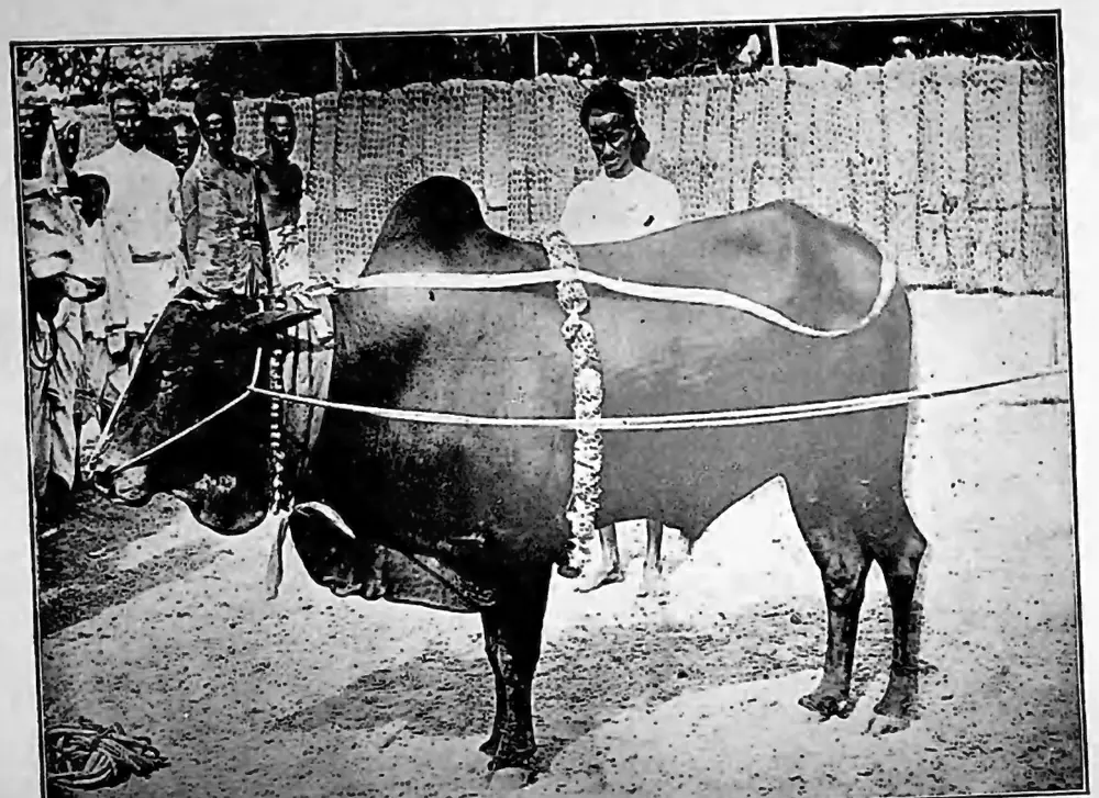 Jallikattu bull