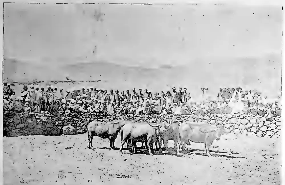Toda buffaloes in kraal