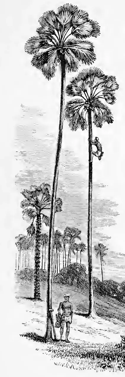 Palmyra Trees and Climbers