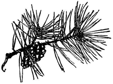 Illustration from the original edition