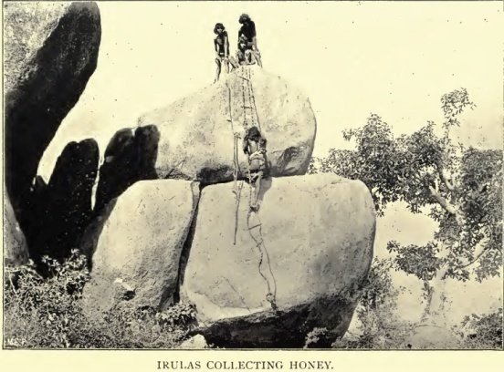Irula-collecting-honey.jpg