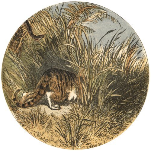 Illustration from the original edition