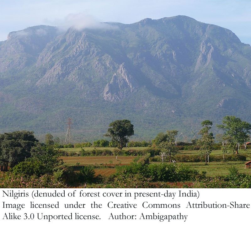 8 Nilgiris.JPG