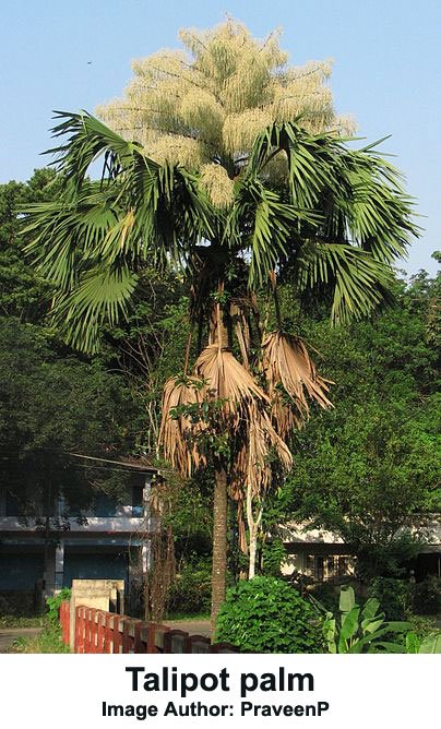 22-Talipot-palm.jpg