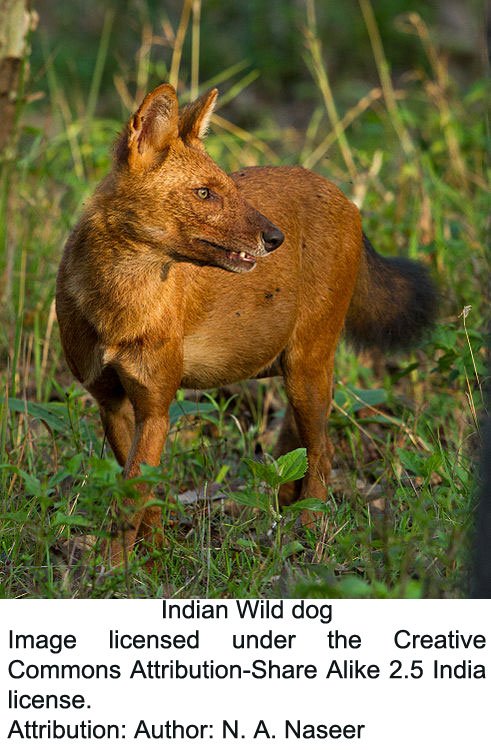 24-Wild-dog.jpg
