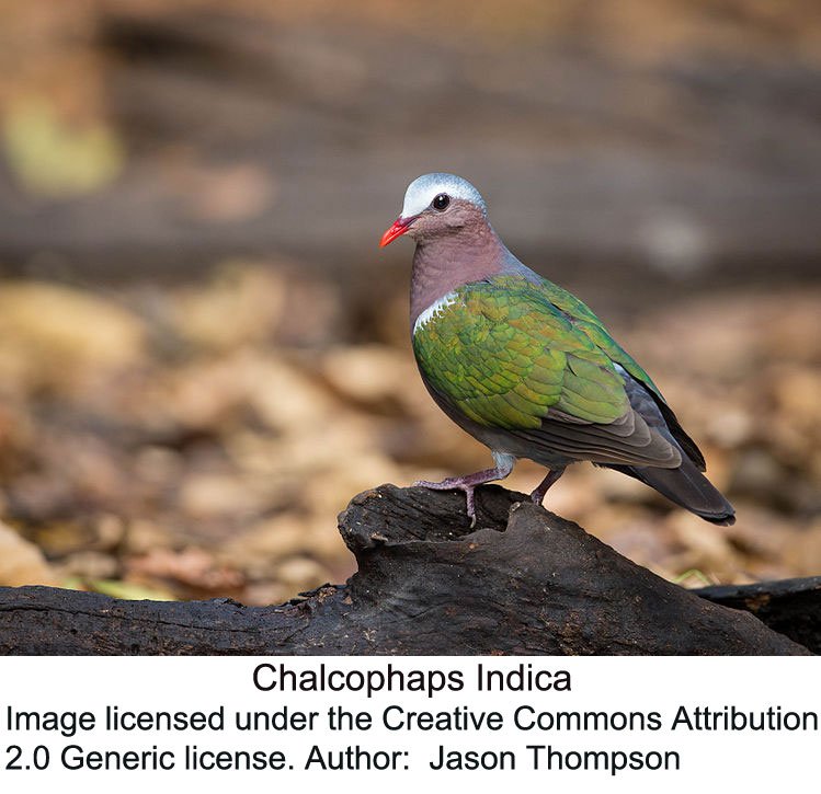 26-Chalcophaps-Indica.jpg