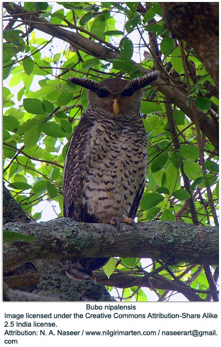28-Bubo-nipalensis.jpg