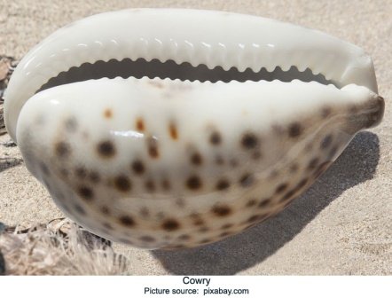 47-Cowries.jpg