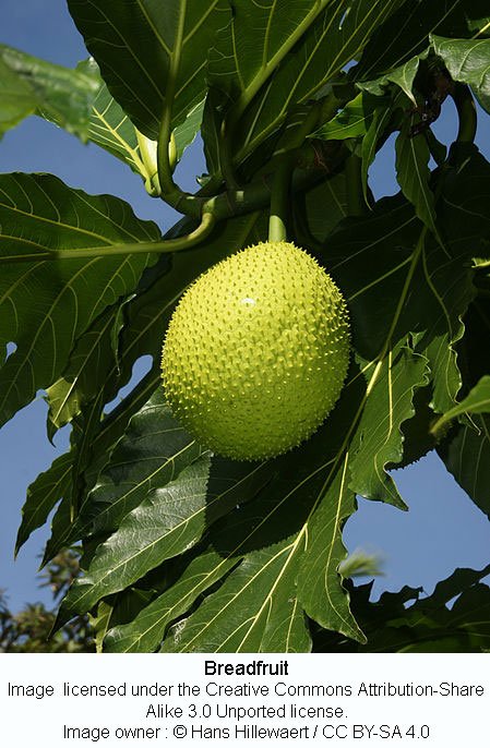 106-Breadfruit.jpg