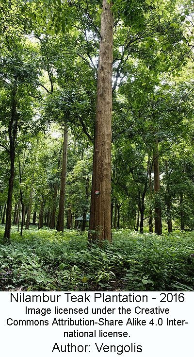 118-Nilambur-Teak-Plantatio.jpg
