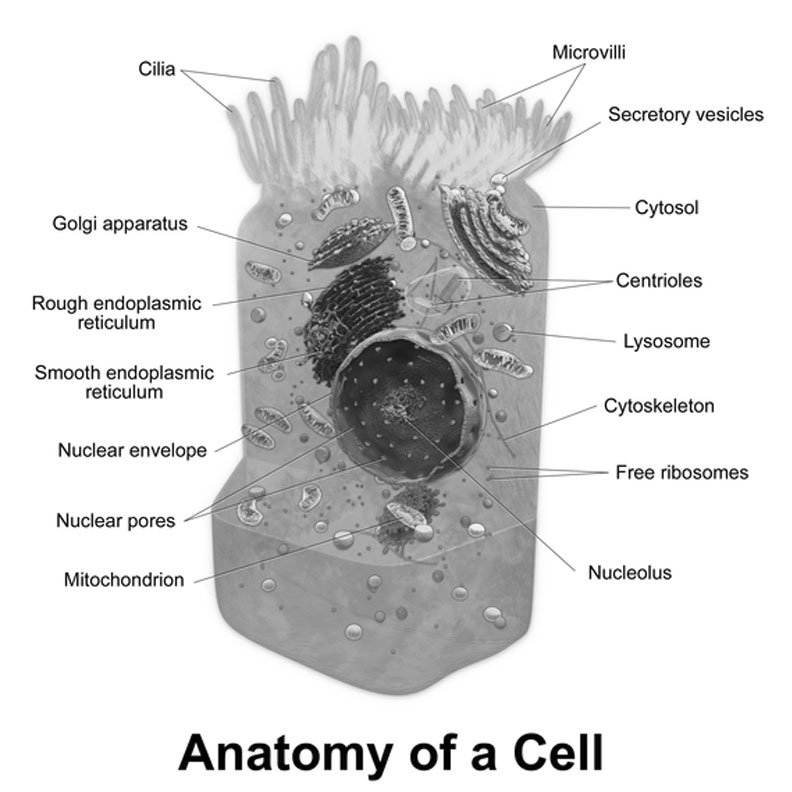 Image2