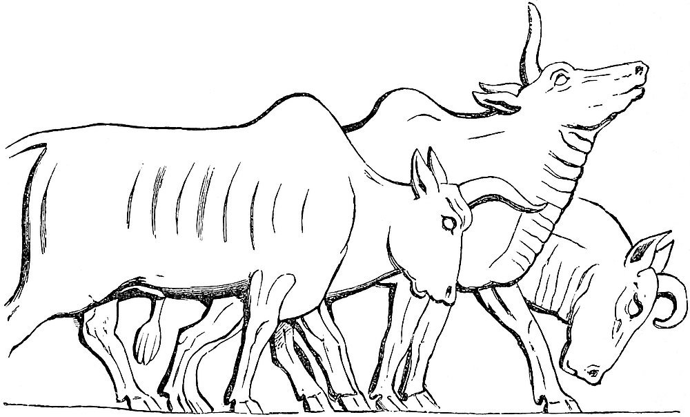 Humped Oxen from the Assyrian Sculptures at Koyunjik.