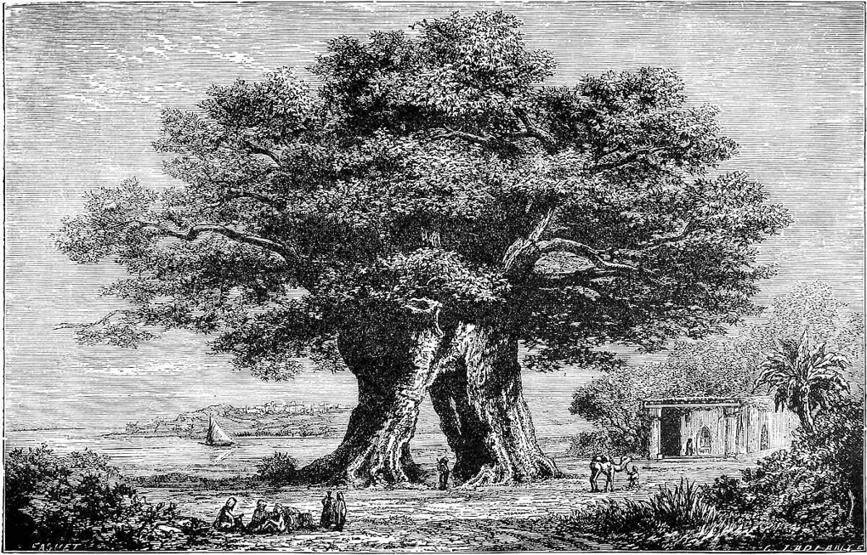 Chinar, or Oriental Plane.