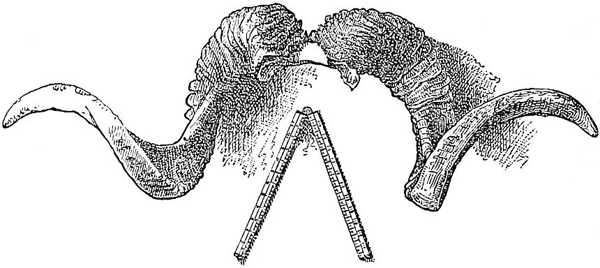 Horns of Ovis Poli .