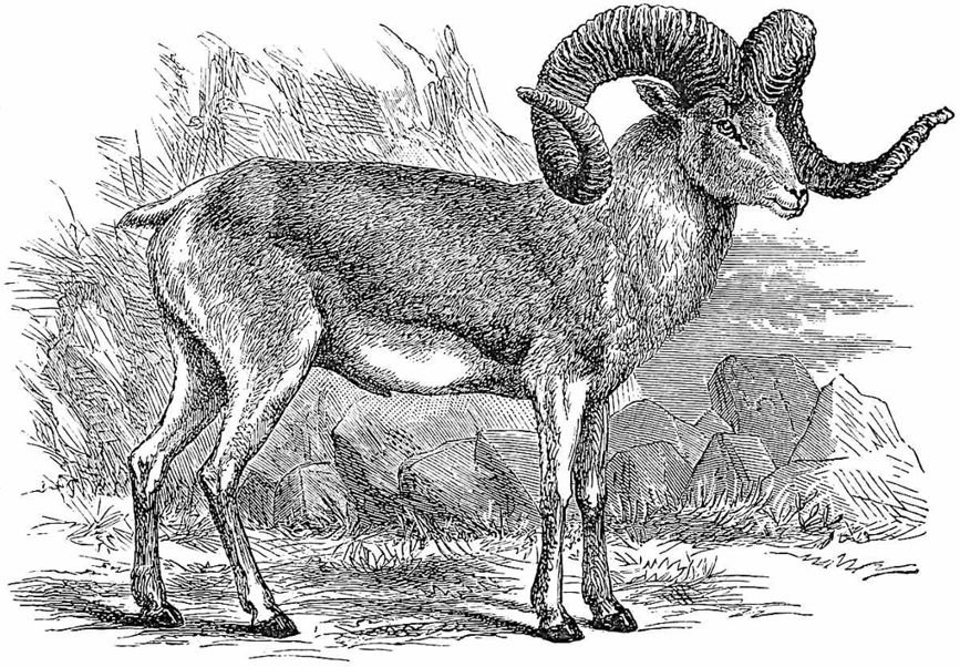 Ovis Poli , the Great Sheep of Pamir. (After Severtsof.)