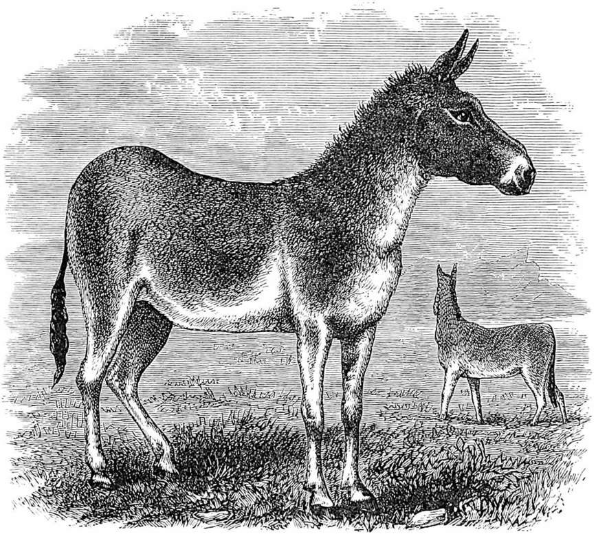 Wild Ass of Mongolia.