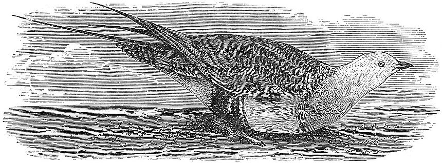 Syrrhaptes Pallasii.