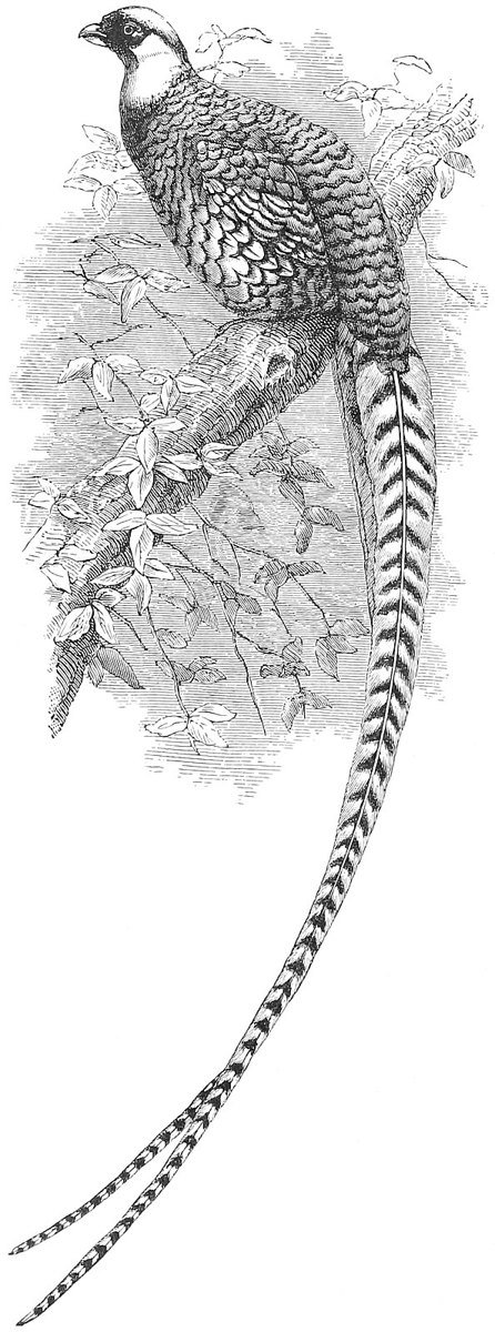 Illustration from the original edition