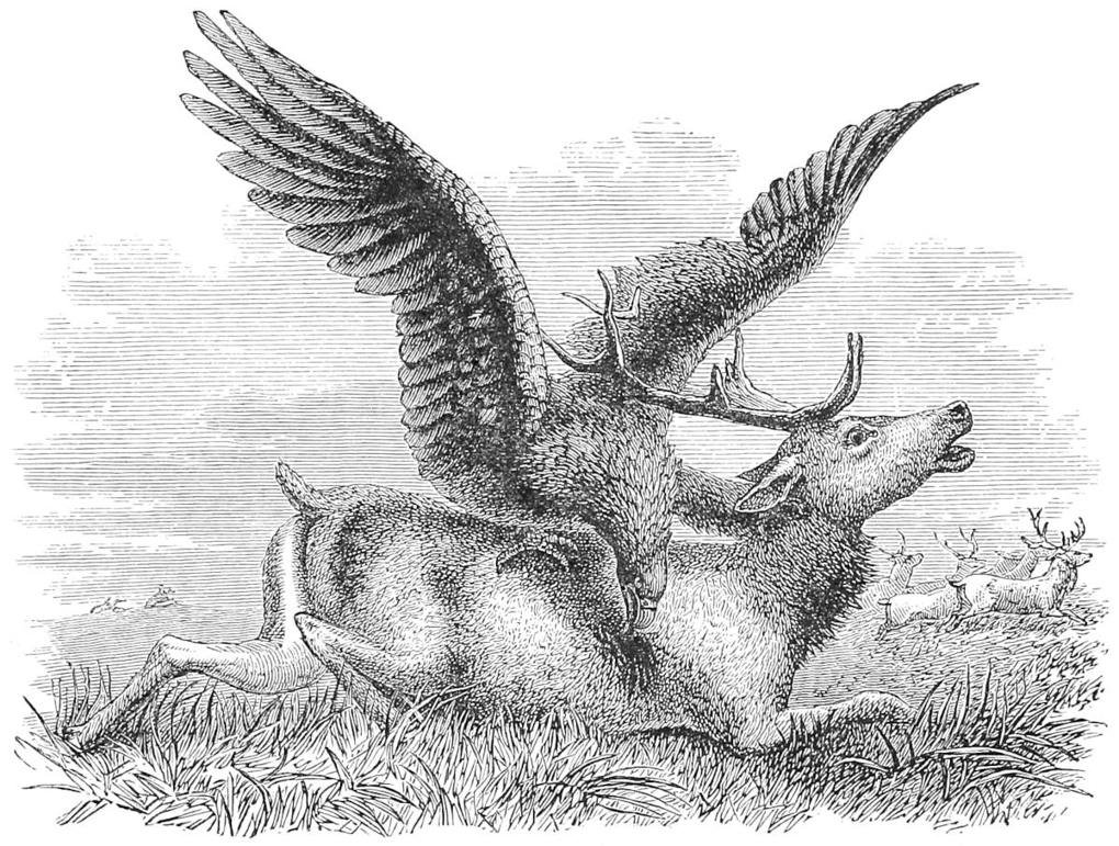 The Búrgút Eagle. (After Atkinson.)