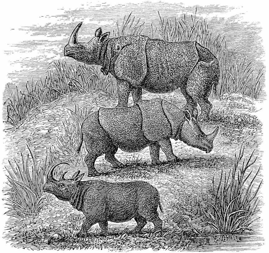 The three Asiatic Rhinoceroses; (upper) Indicus, (middle) Sondaicus, (lower) Sumatranus. [2]