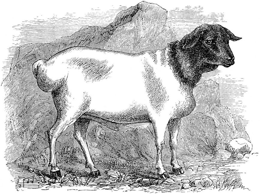 Ethiopian Sheep.