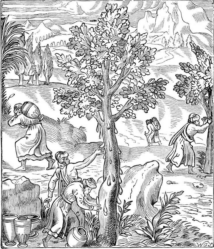 The Harvest of Frankincense in Arabia. Facsimile of an engraving in Thevet’s Cosmographie Universelle (1575), reproduced from the Bible Educator . [3]