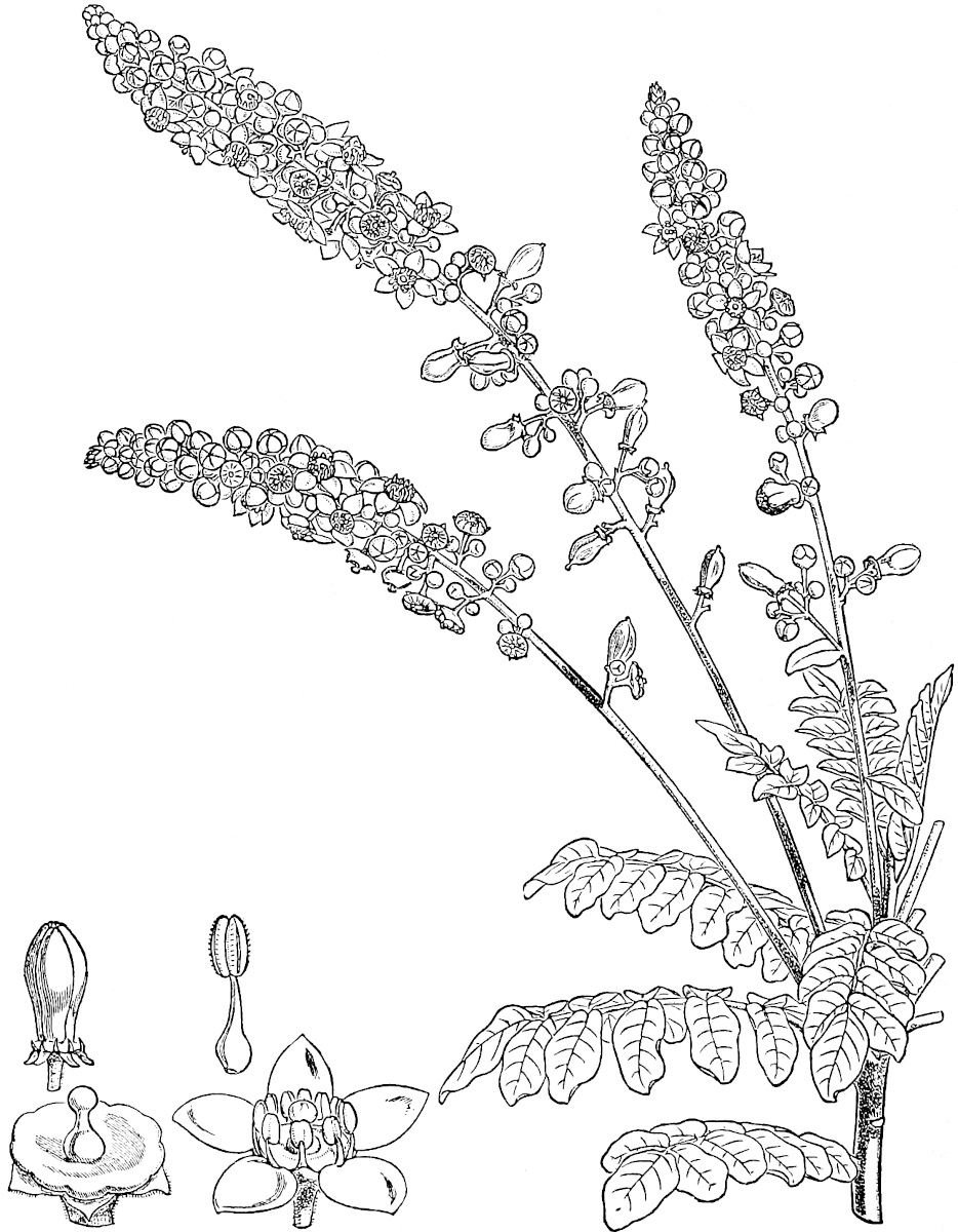 Illustration from the original edition