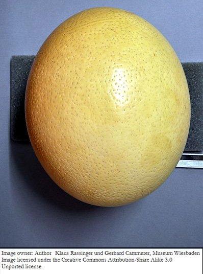 OstrichEgg.jpg
