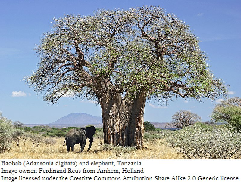 Baobab.jpg