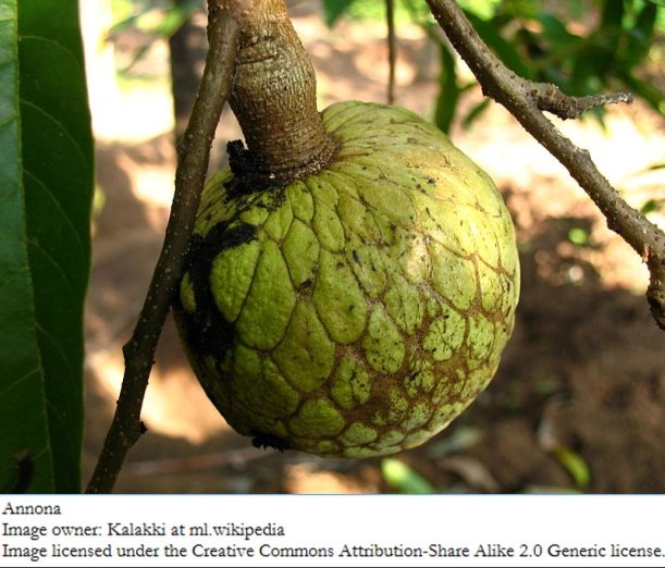 Annona.jpg