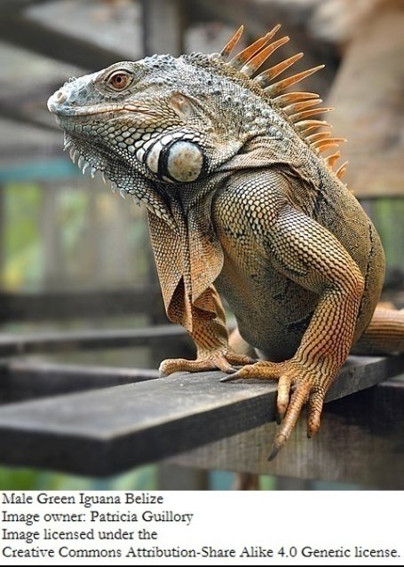 Iguana.jpg