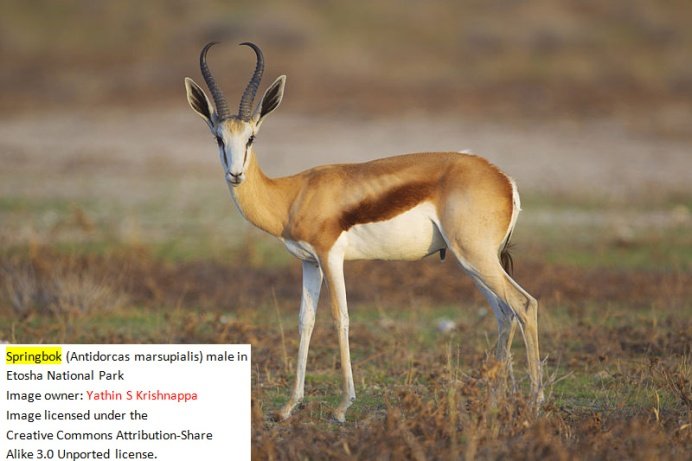 Springbok.jpg