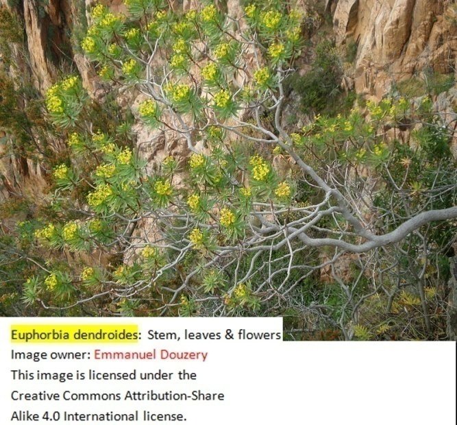 euphorbia.jpg