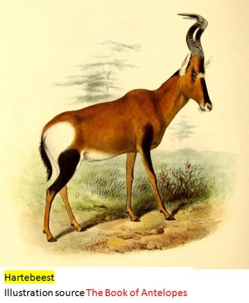 hartebeest.jpg