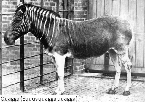 quagga.jpg