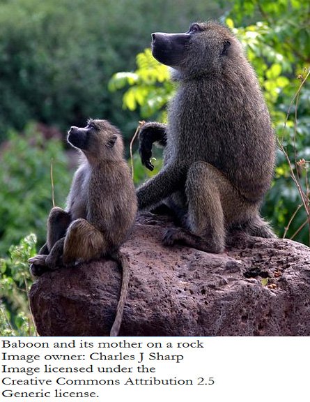 Baboon.jpg