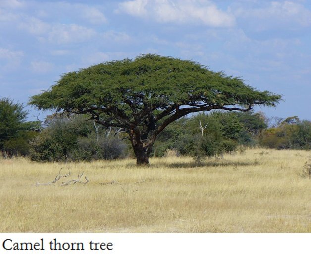 CamelThorn.jpg