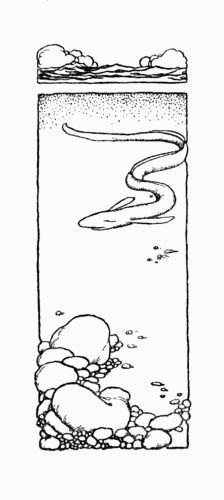 Illustration from the original edition