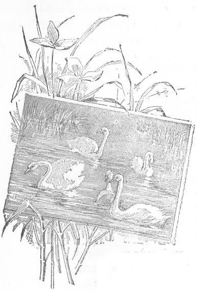 Swans