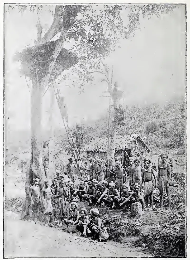 Hill Kani's safety-hut on tree top.